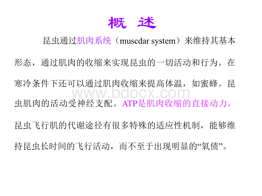 昆虫生理学第十章(昆虫的运动系统)PPT格式课件下载.ppt_第2页