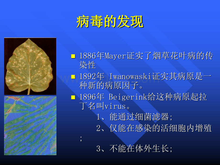 病毒学概论和艾滋病病原学PPT课件下载推荐.ppt_第3页