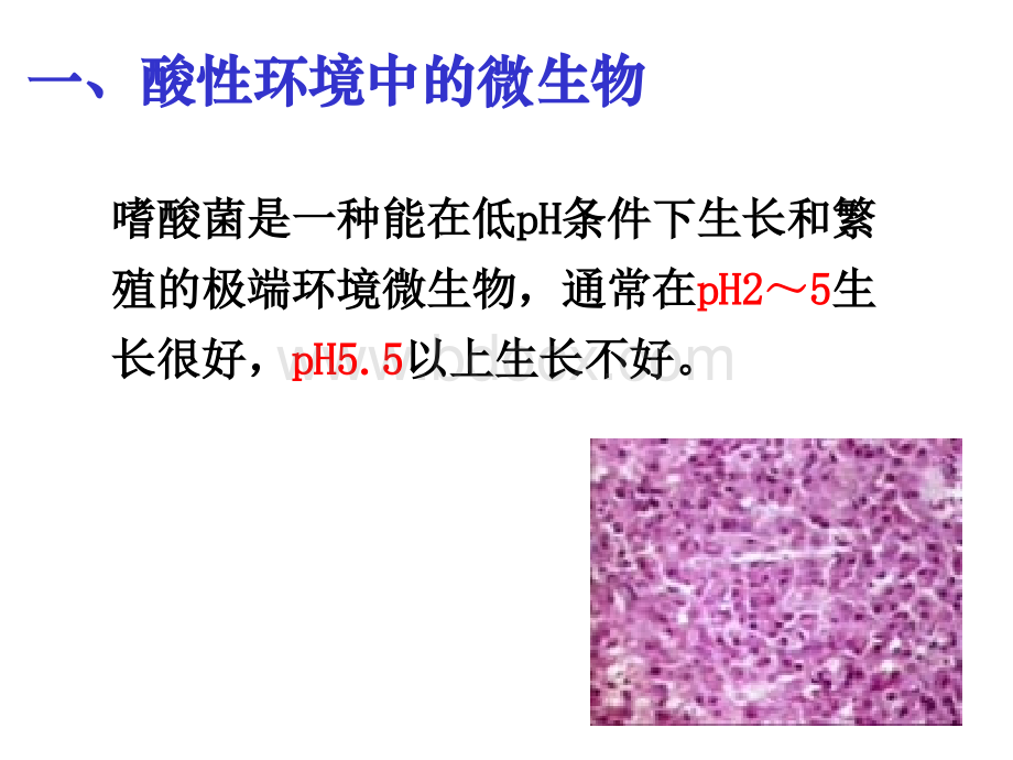 在强酸环境中的微生物PPT课件下载推荐.ppt_第2页