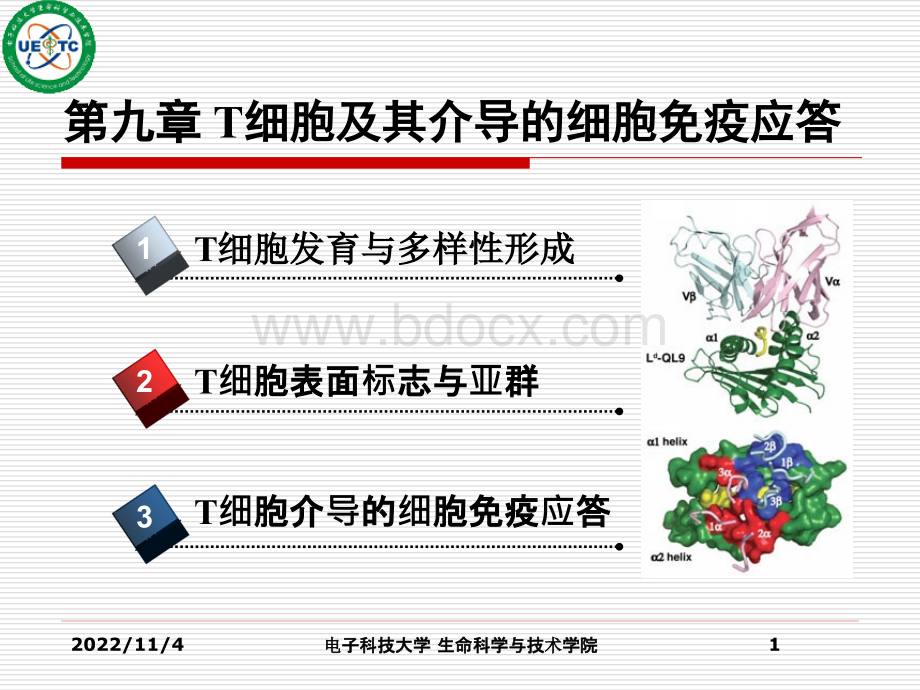 免疫学精选课件09T细胞及其介导的细胞免疫应答.ppt