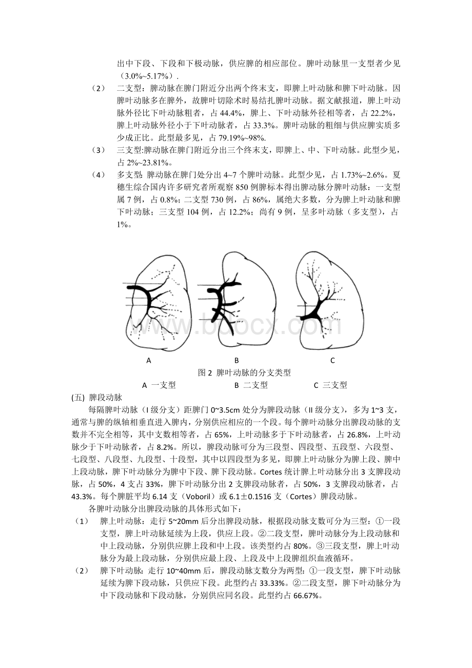 脾血管的解剖学综述Word格式.doc_第3页