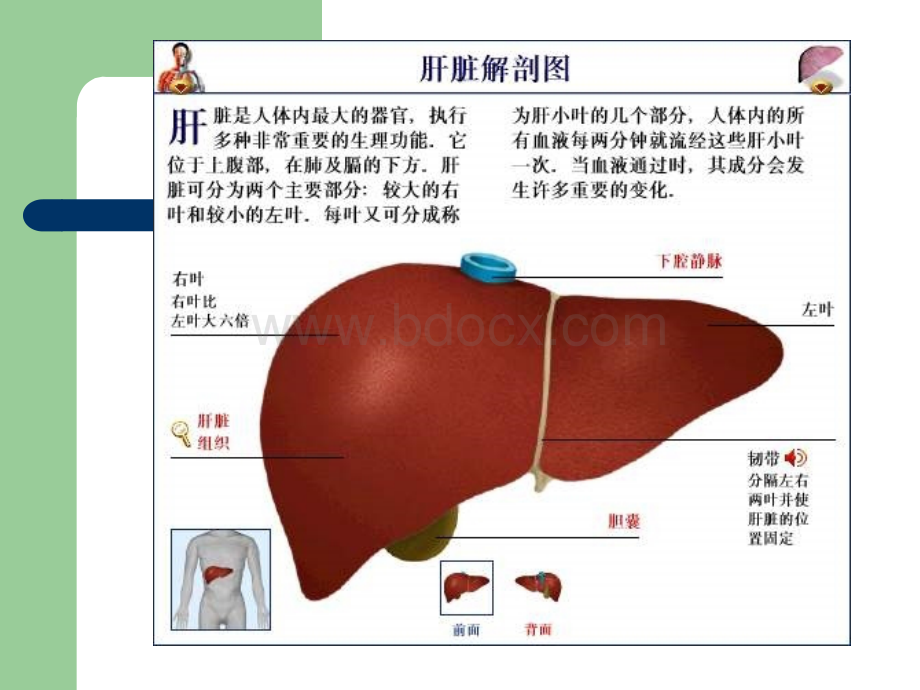 老年人肝硬化优质PPT.ppt_第2页