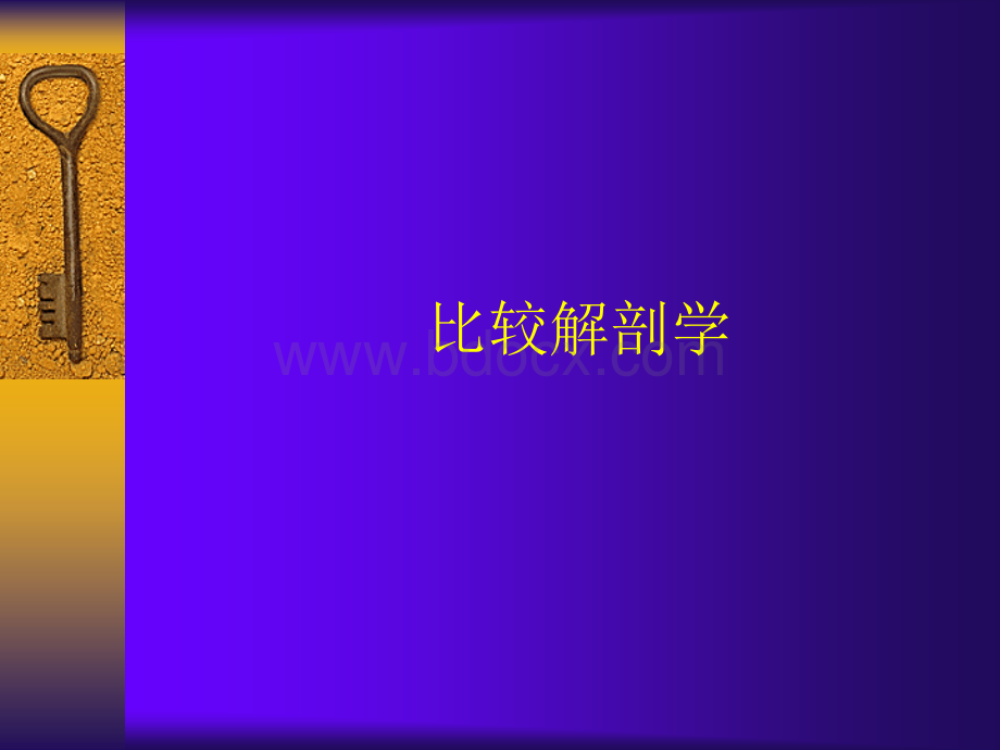 比较解剖学.ppt_第1页