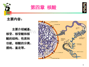 生物化学课件-核酸.ppt