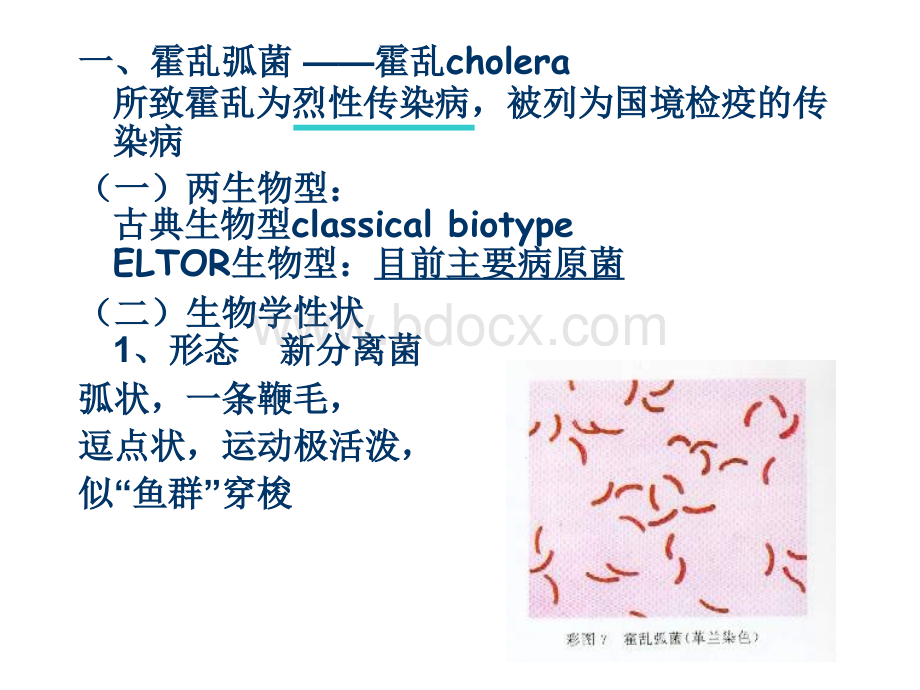 弧菌属霍乱弧菌PPT格式课件下载.ppt_第3页