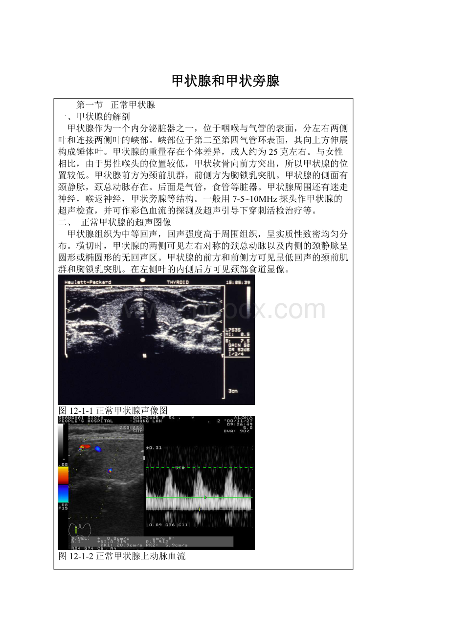 甲状腺和甲状旁腺.docx