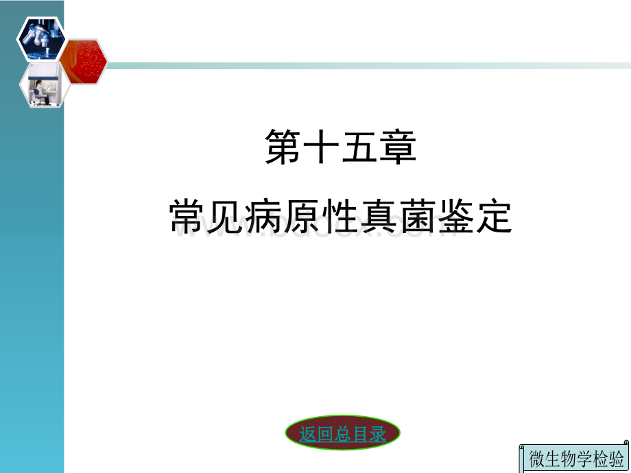 第十五章常见病原性真菌鉴定.ppt_第3页