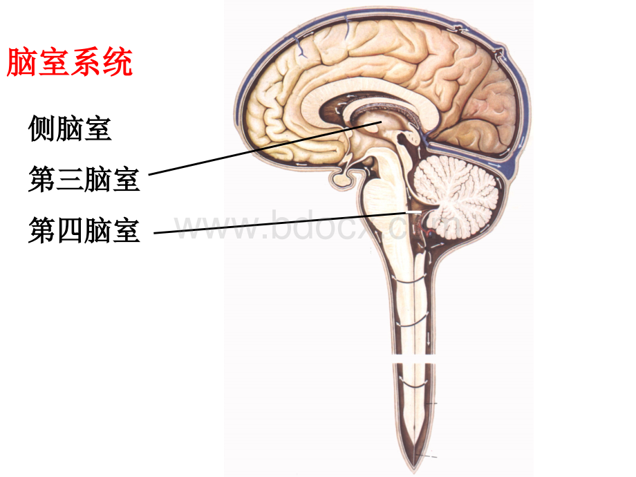 脑室系统和脑脊液循环.ppt_第3页