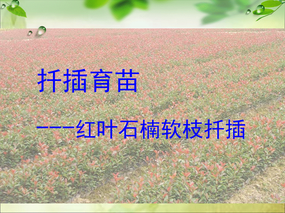 扦插繁殖说课PPT文件格式下载.ppt_第1页