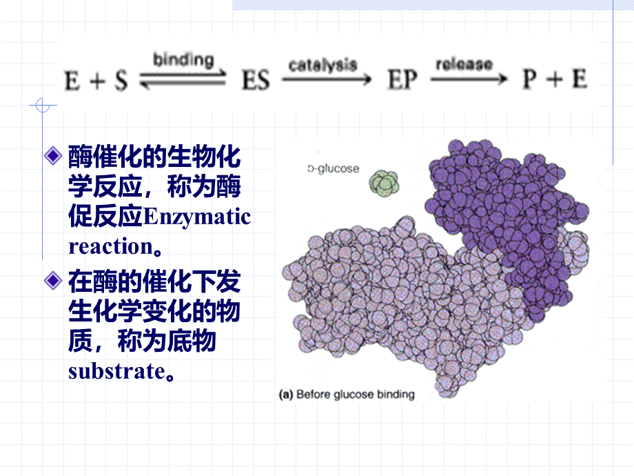 第二章 酶化学.ppt_第3页