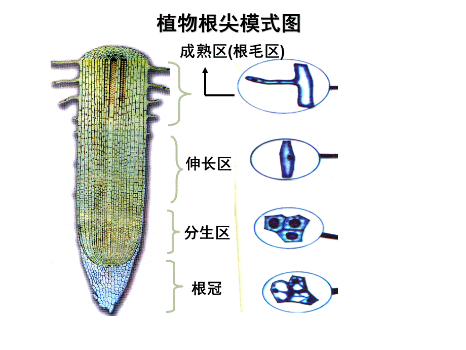 人教版生物必修一-6-1实验观察根尖分生区细胞的有丝分裂PPT课件下载推荐.ppt_第3页