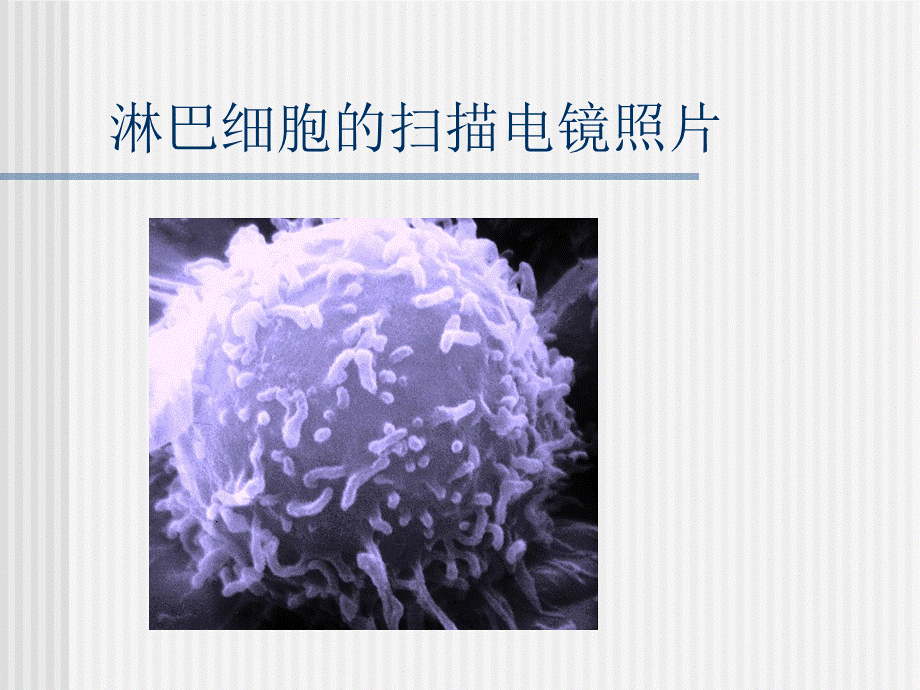 淋巴细胞亚群及其活化状态测定的临床应用2.ppt_第3页