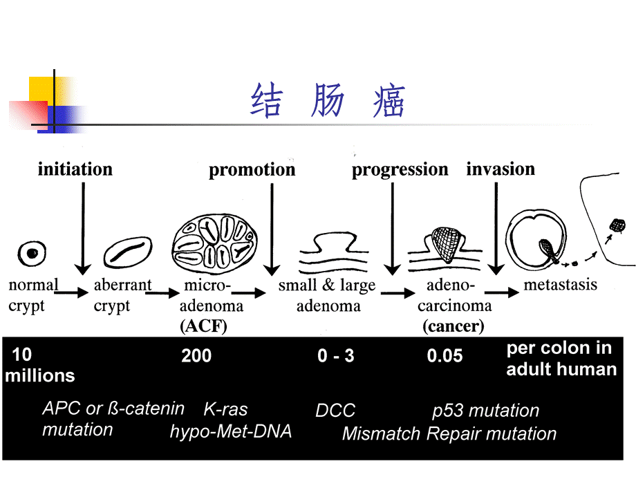 结肠癌ppt课件.ppt_第2页