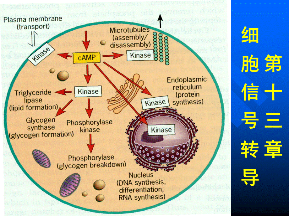 细胞信号转导.ppt_第1页