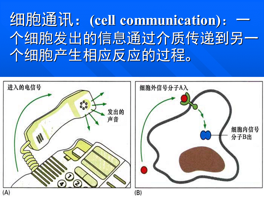 细胞信号转导.ppt_第2页