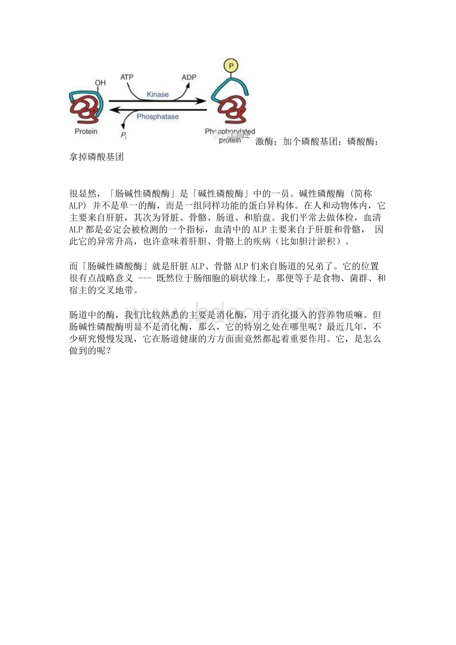 联接肠道多重功能的神秘嘉宾你认识它吗.docx_第2页