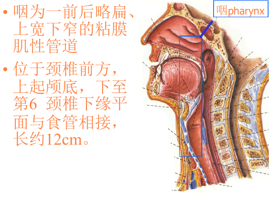 解剖咽ppt课件PPT文档格式.pptx_第2页