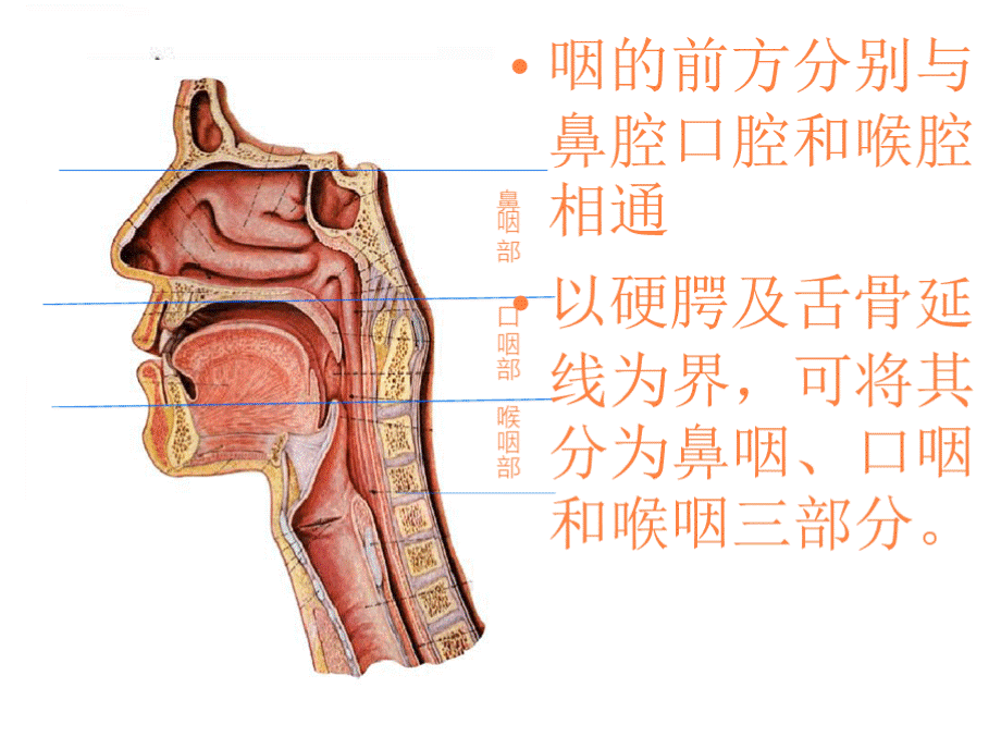 解剖咽ppt课件PPT文档格式.pptx_第3页