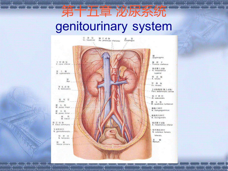 核医学：泌尿系统.ppt_第1页