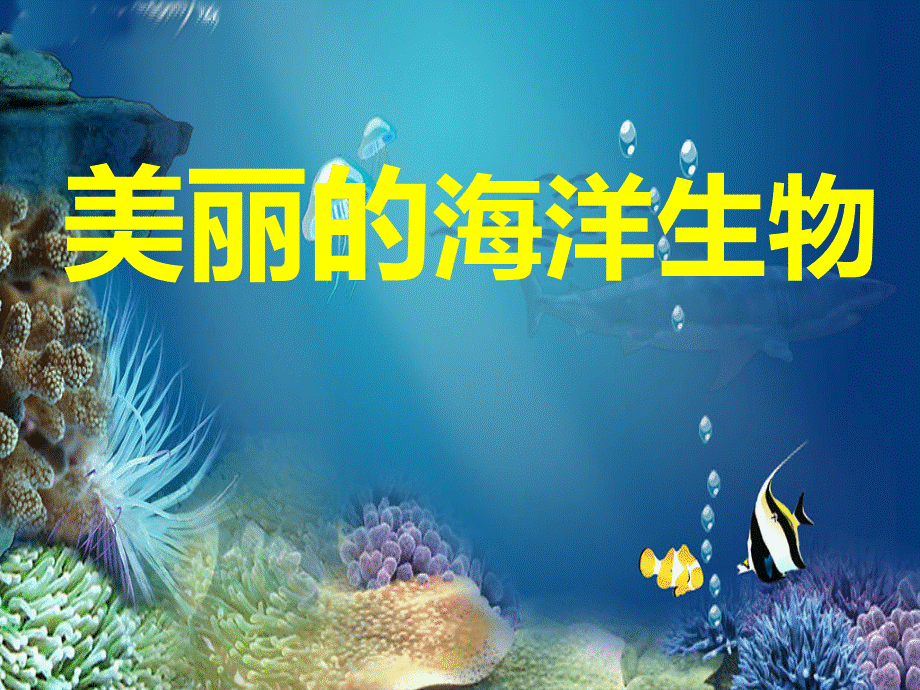 美丽的海洋生物.ppt