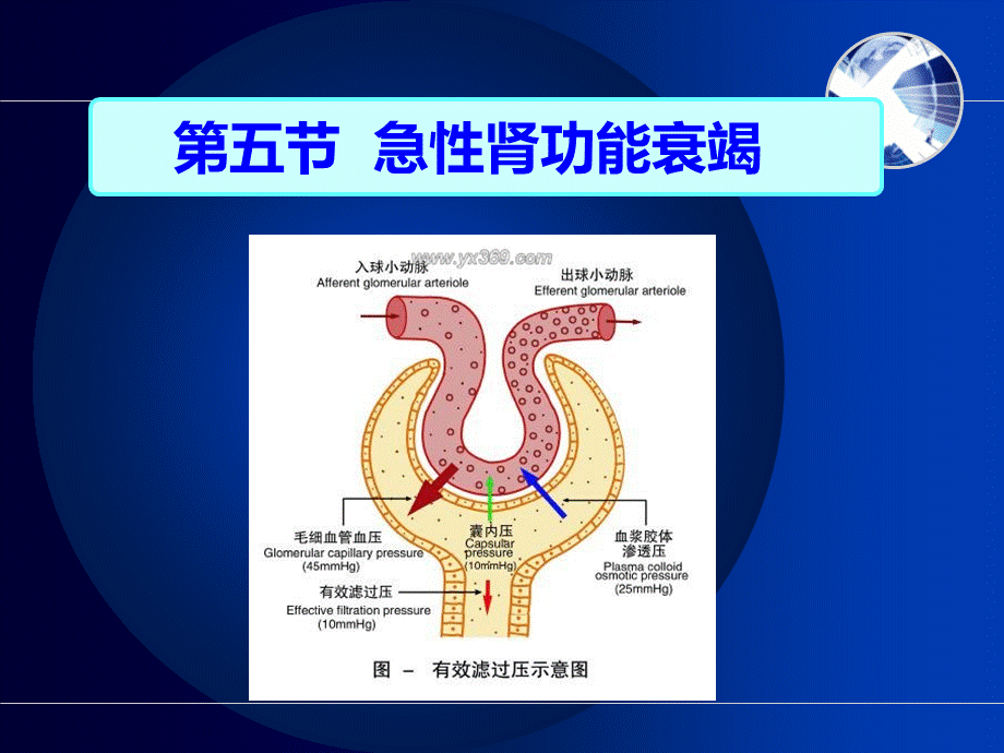 急性肾功能衰竭病人的护理2.ppt_第2页