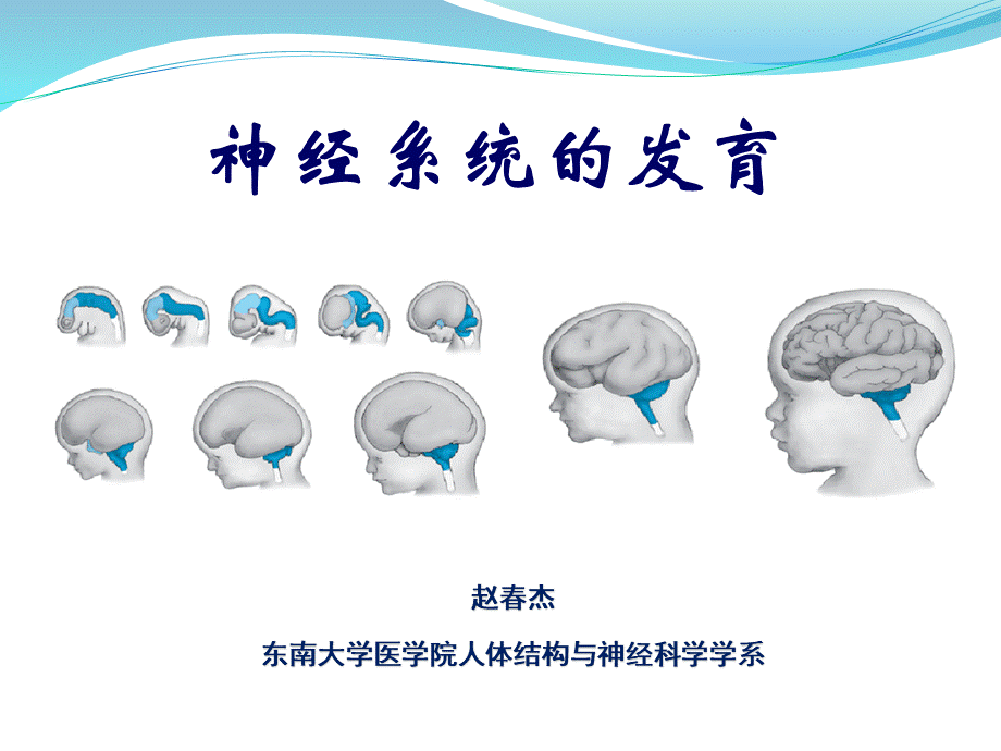 神经系统的发育 (2).pptx_第1页