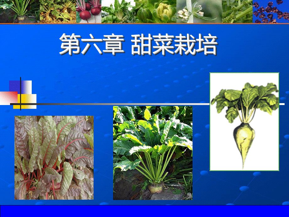 第六章-《作物栽培学》—甜菜.ppt