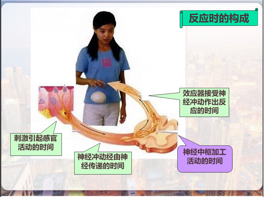 第三章反应时法 PPT.pptx_第3页