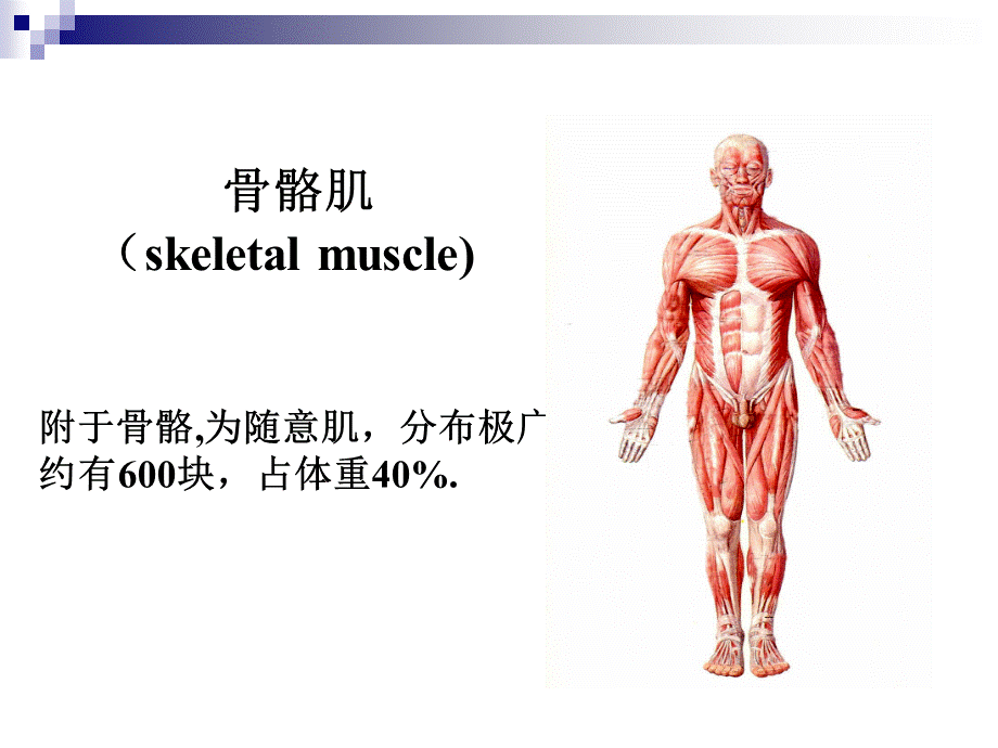 骨骼肌概述PPT课件PPT格式课件下载.ppt