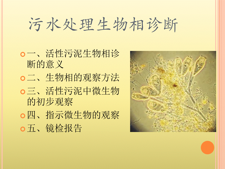 污水处理生物相诊断PPT文件格式下载.pptx_第1页