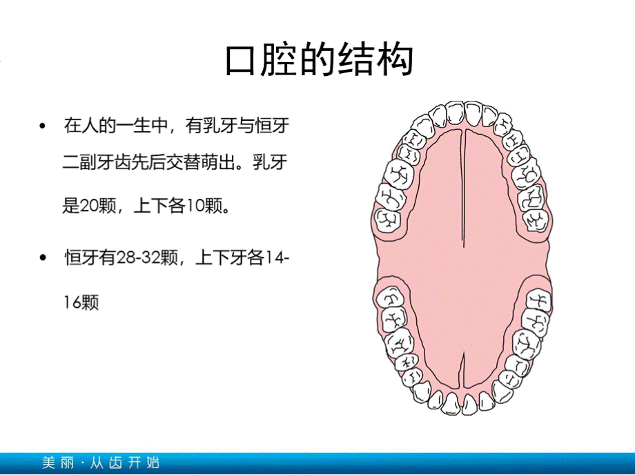 口腔健康基本知识PPT格式课件下载.pptx_第2页