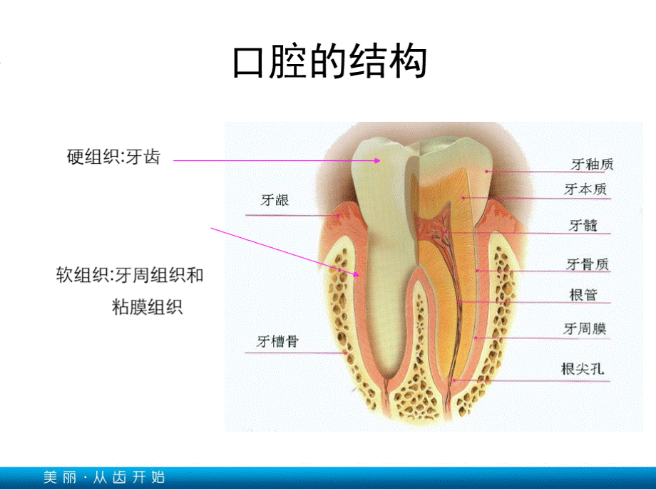 口腔健康基本知识PPT格式课件下载.pptx_第3页