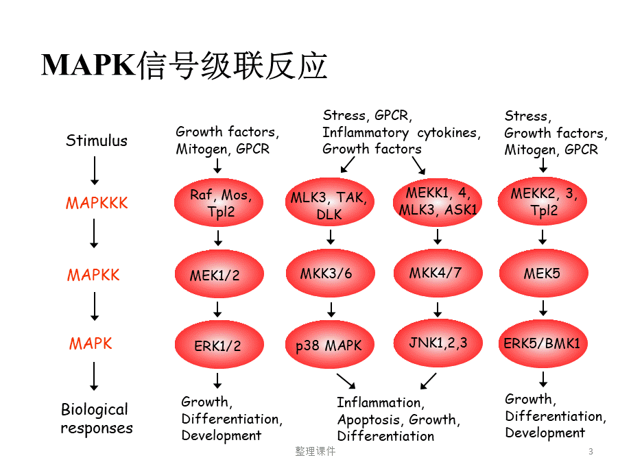 常见信号通路PPT课件.ppt_第3页