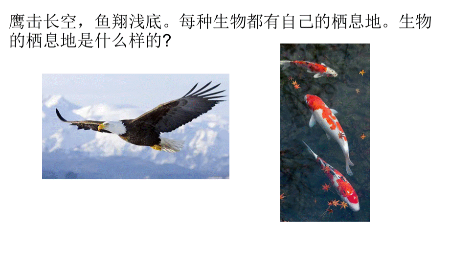 2022新青岛版六三制五年级科学下册第19课生物的栖息地课件.pptx_第2页