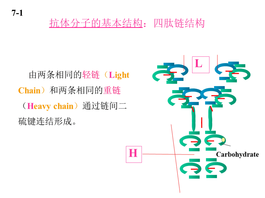 抗体分子的基本结构及其多样性.pptx_第3页