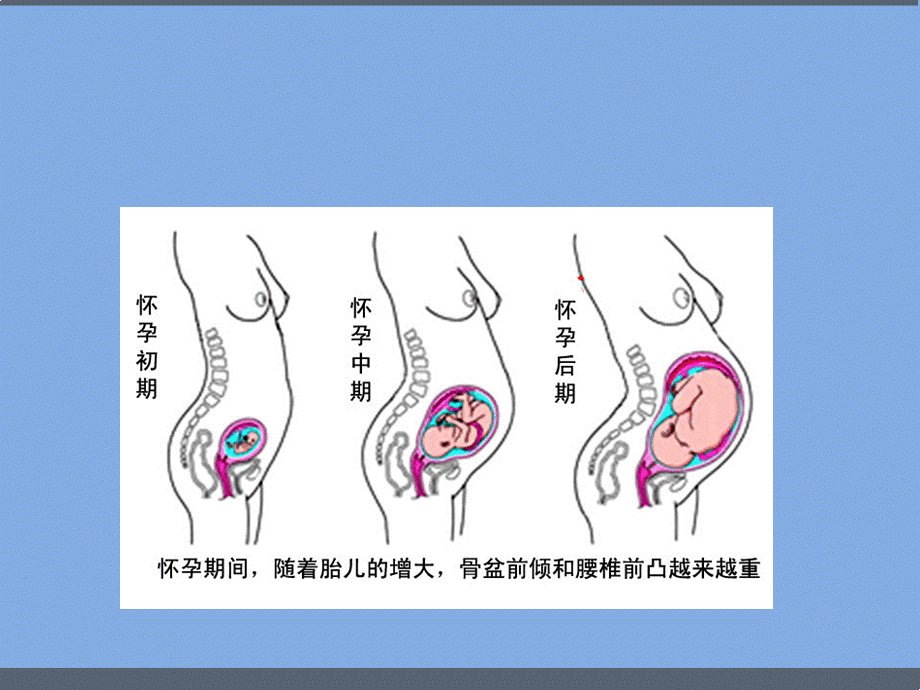 女性产后盆底康复 PPTPPT推荐.ppt_第3页