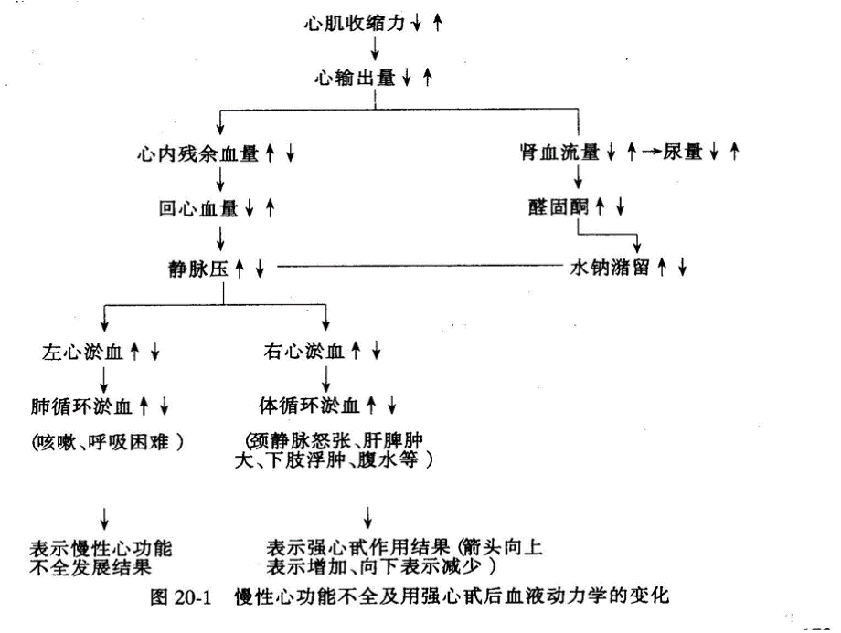 抗充血性心力衰竭药课件.pptx_第3页