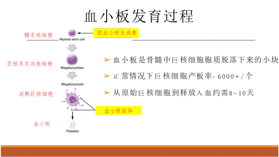 成人原发免疫性血小板减少症诊断与治疗PPT格式课件下载.pptx_第2页