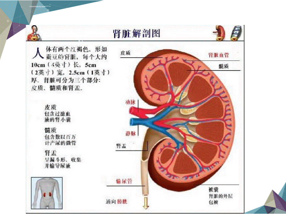 急性肾衰竭张艳课件PPT文档格式.pptx_第2页