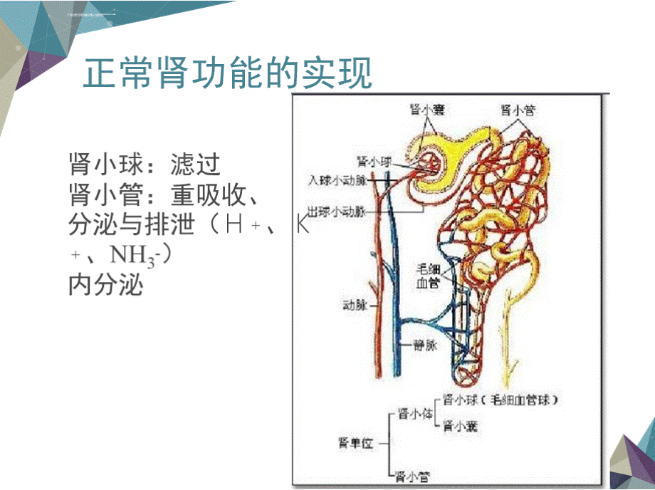 急性肾衰竭张艳课件PPT文档格式.pptx_第3页