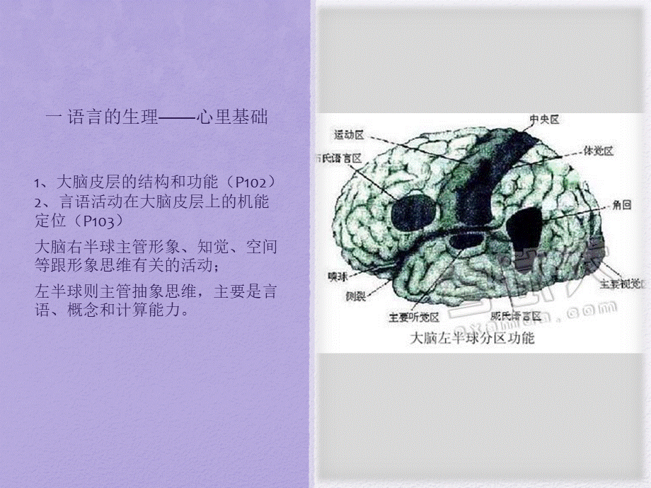 第四章对外汉语教学的心理学基础和文化学基础PPT格式课件下载.ppt_第3页