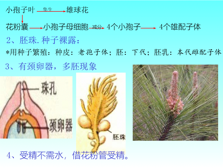 裸子植物+幻灯片PPT文档格式.pptx_第3页