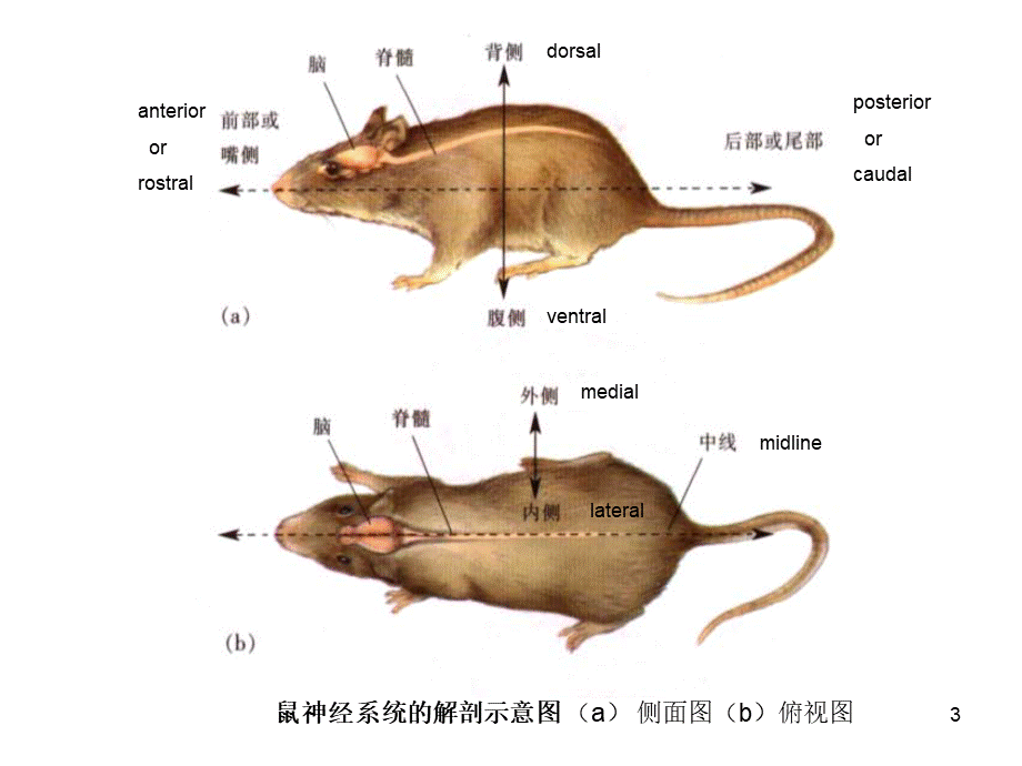 神经系统的发育.pptx_第3页