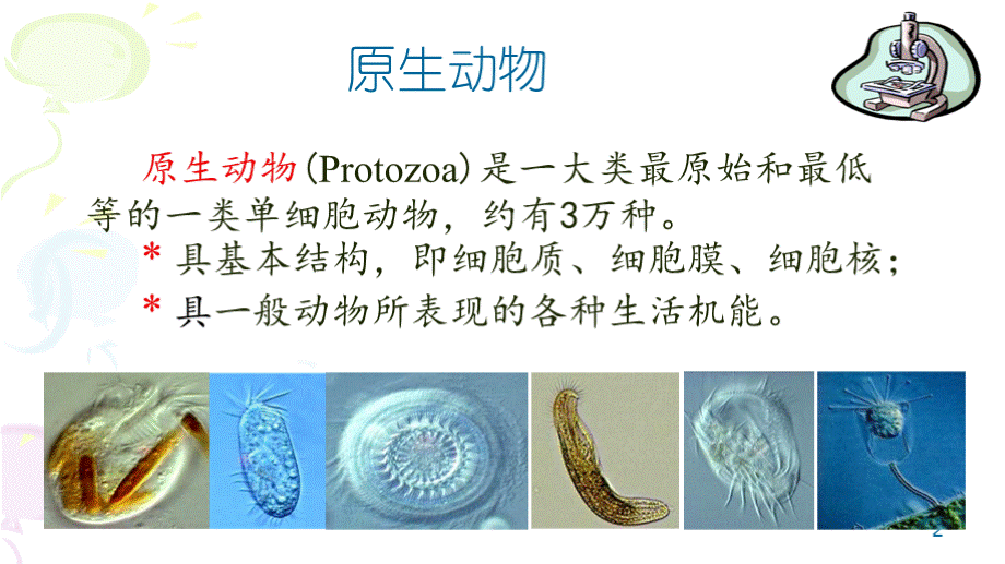 纤毛虫纲介绍.pptx_第2页