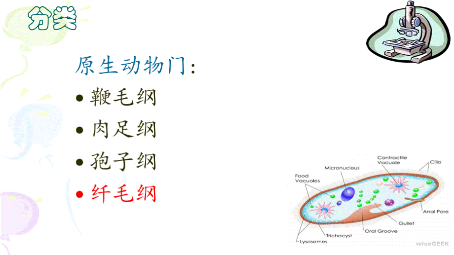 纤毛虫纲介绍.pptx_第3页