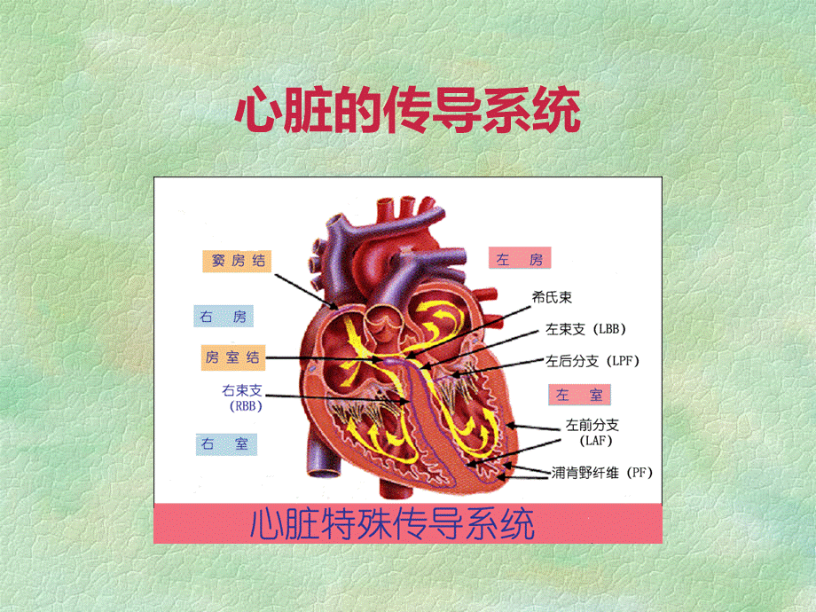 恶性心律失常的识别与护理PPT文件格式下载.ppt_第3页