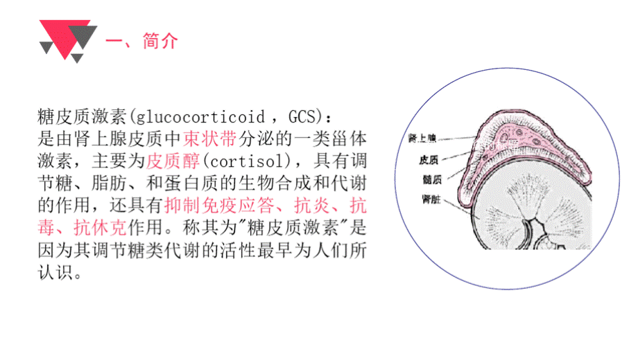 糖皮质激素PPT文档格式.pptx_第3页