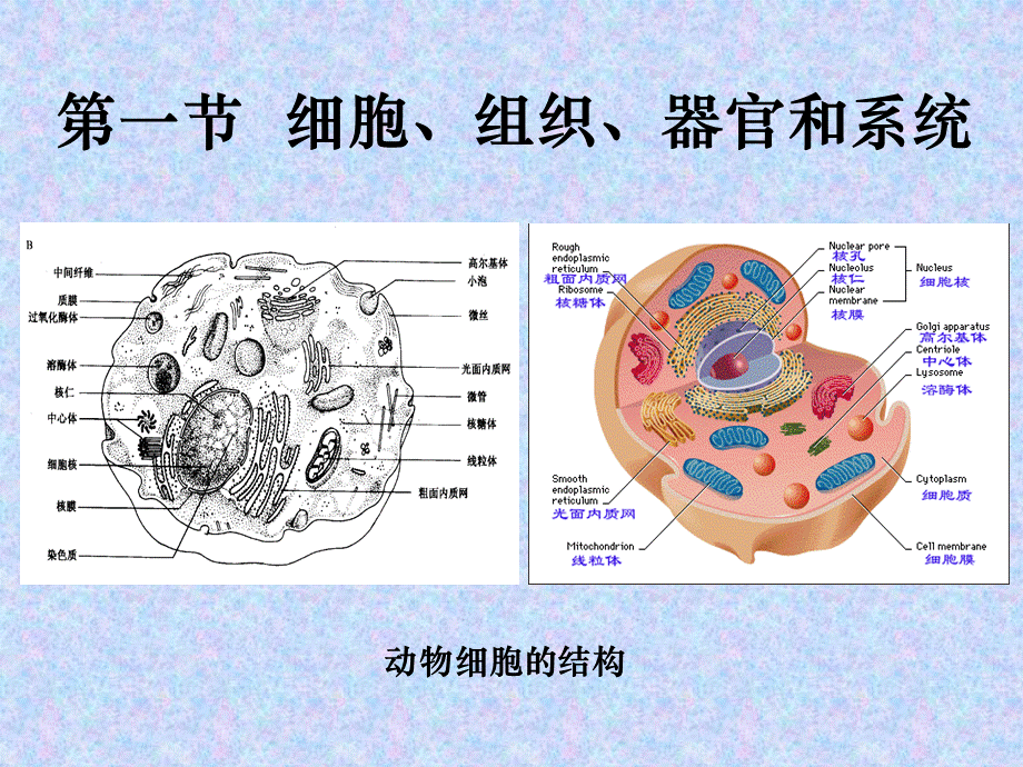 第一节-细胞、组织、器官和系统PPT格式课件下载.ppt_第3页