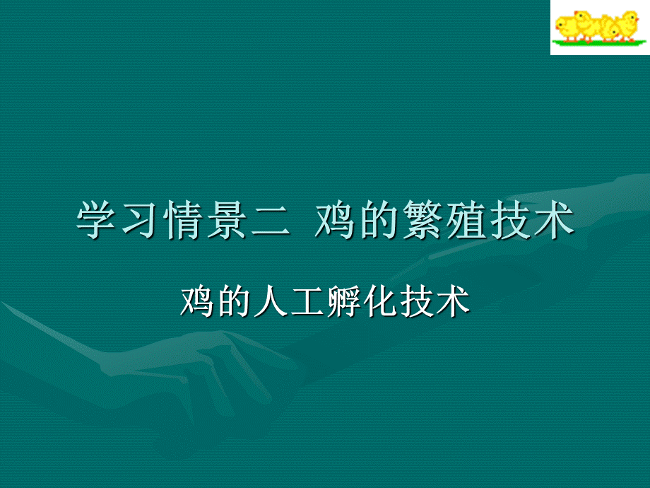 鸡的孵化技术.ppt