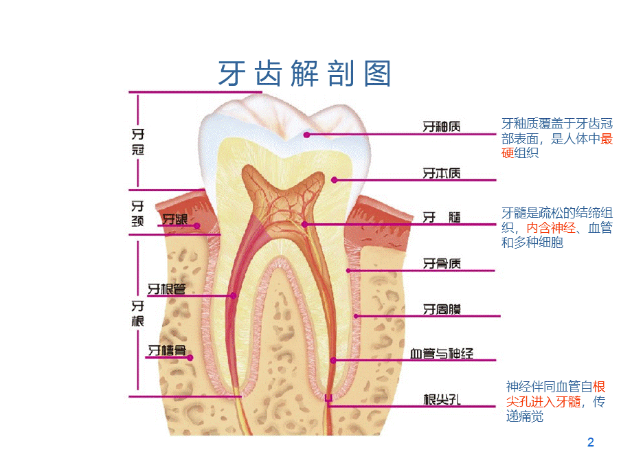 口腔常见疾病科普.ppt_第2页